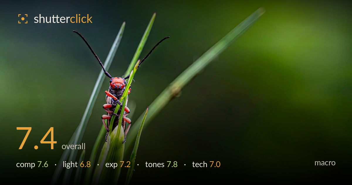 macro photo critique card