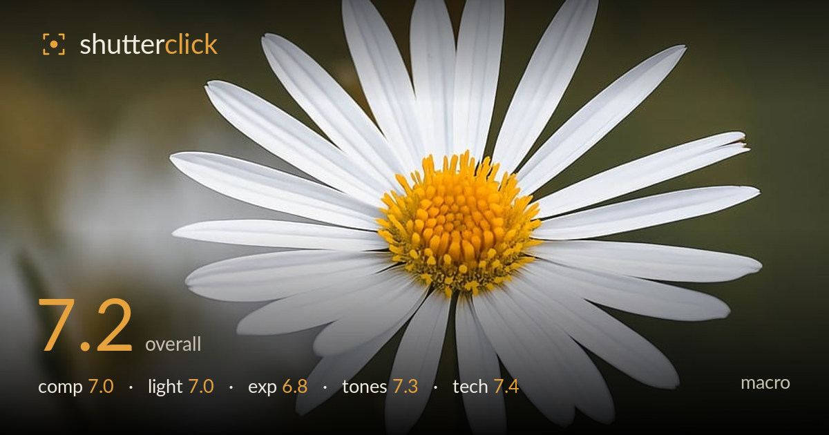 macro photo critique card