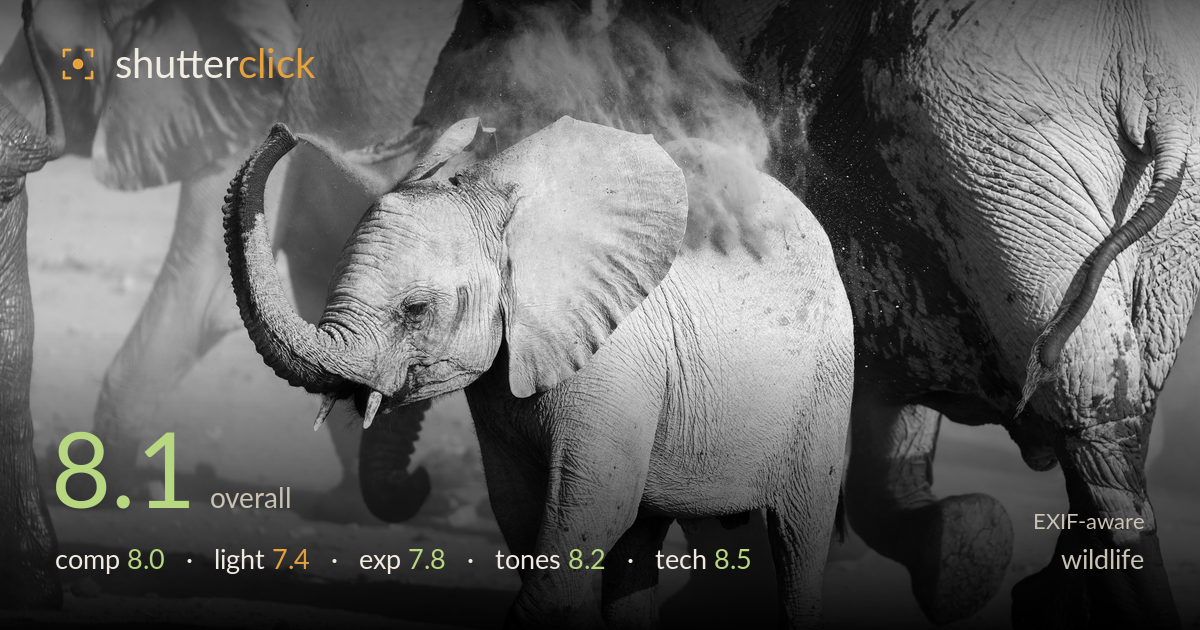 wildlife photo critique card