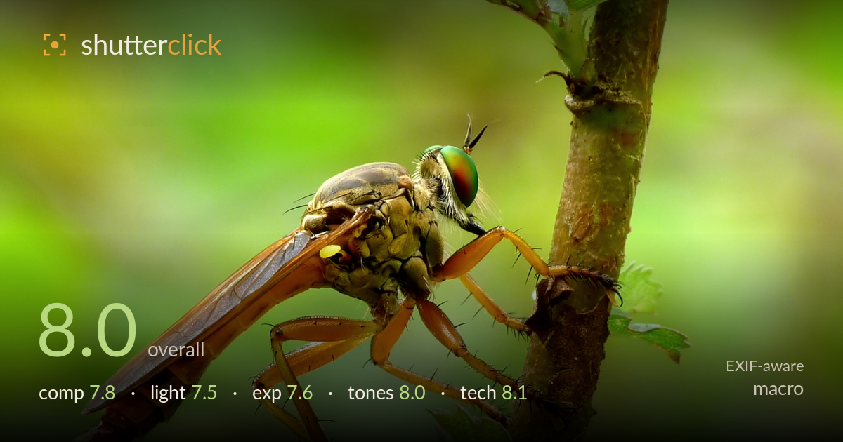 macro photo critique card
