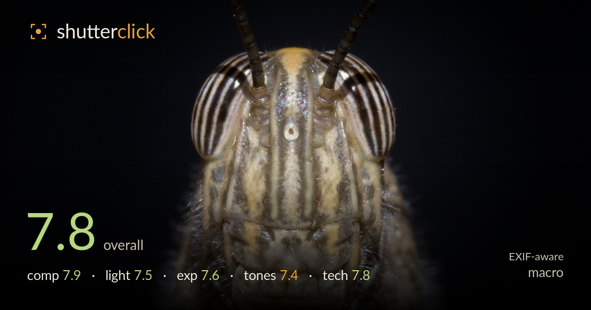 macro photo critique card