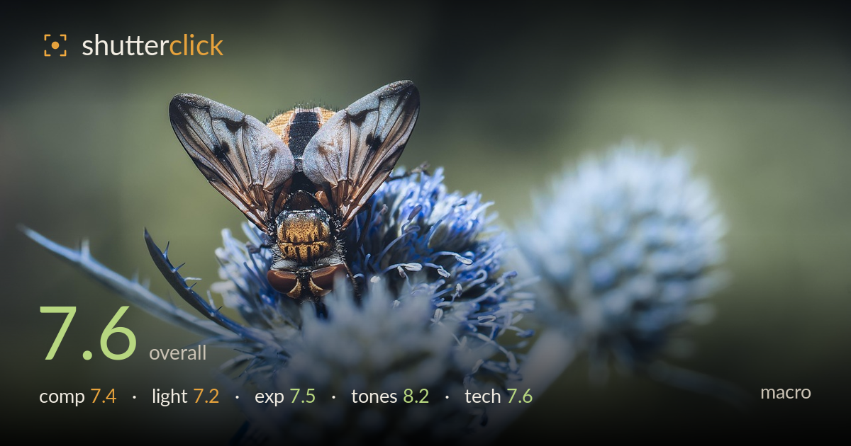 macro photo critique card