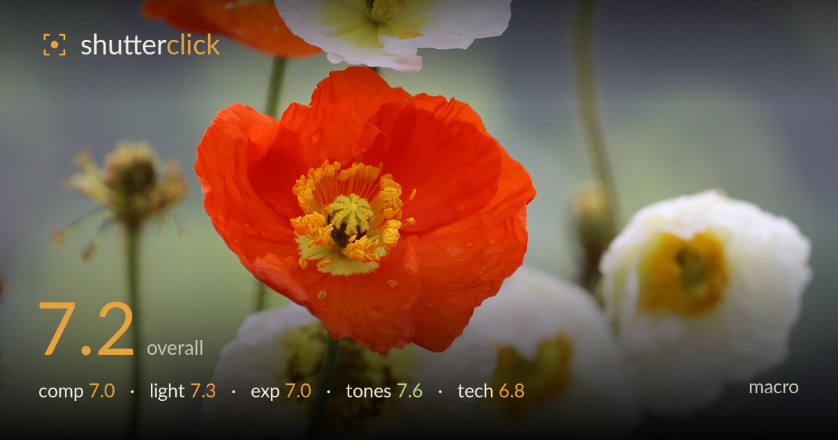 macro photo critique card