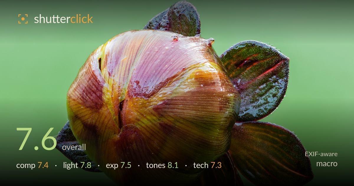 macro photo critique card