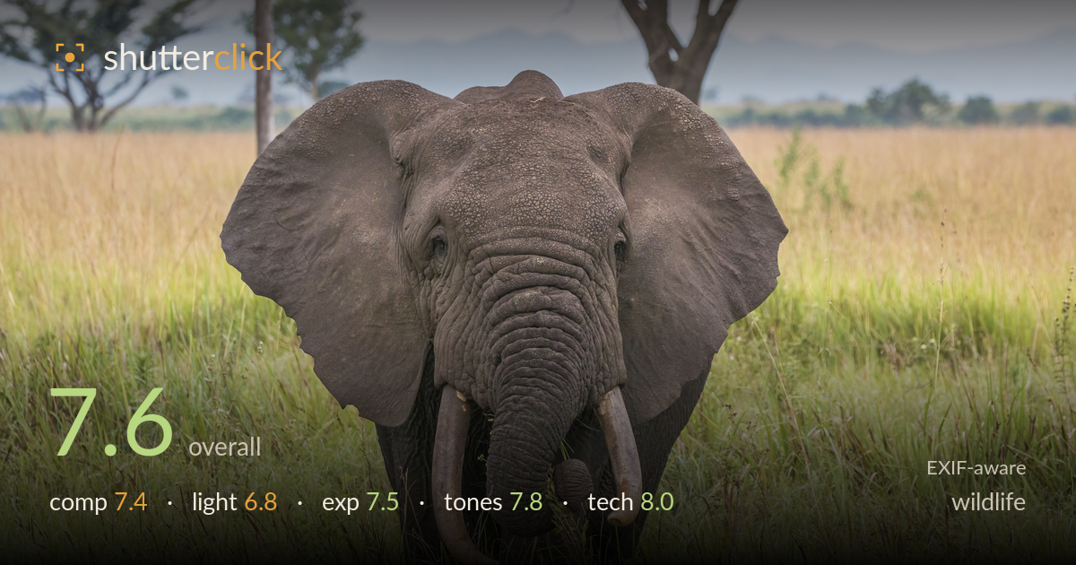 wildlife photo critique card