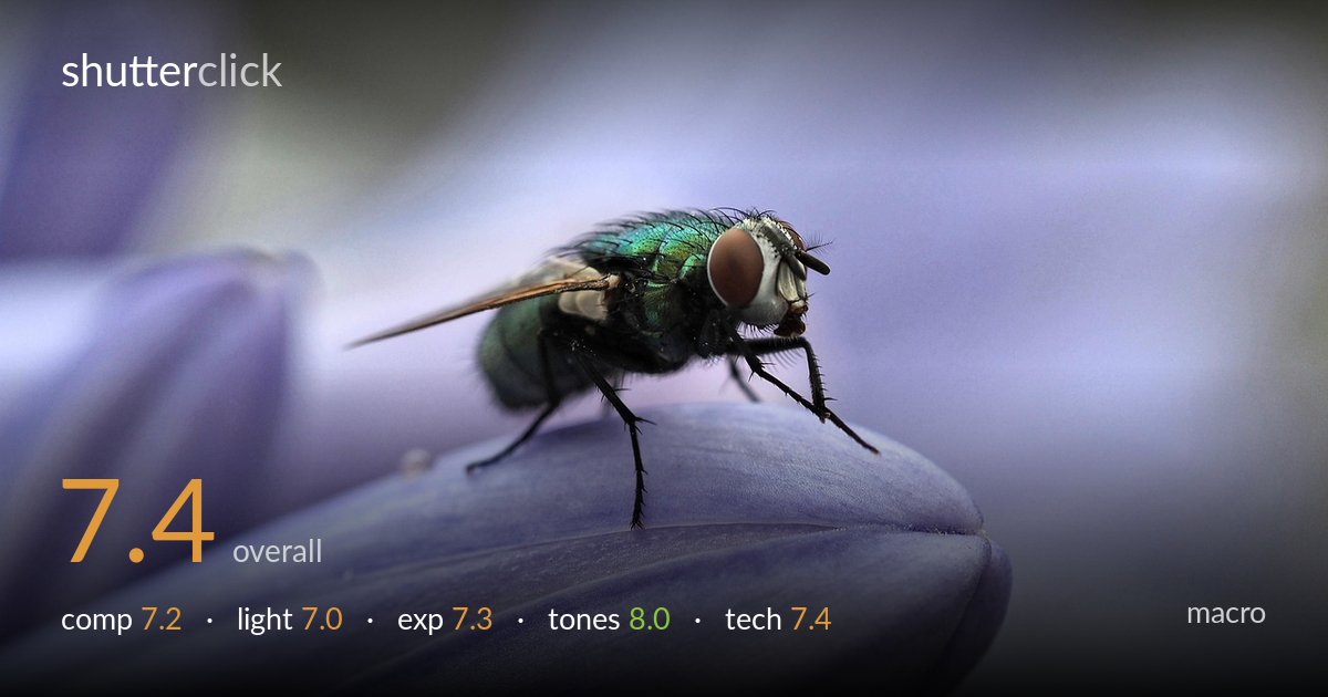 macro photo critique card