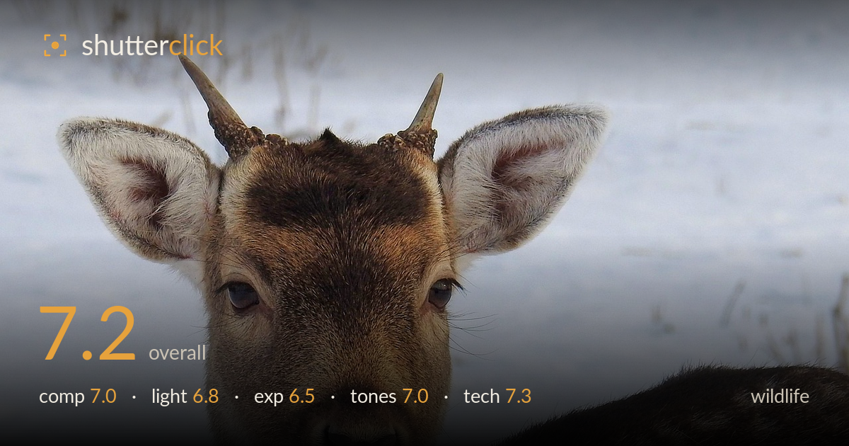 wildlife photo critique card