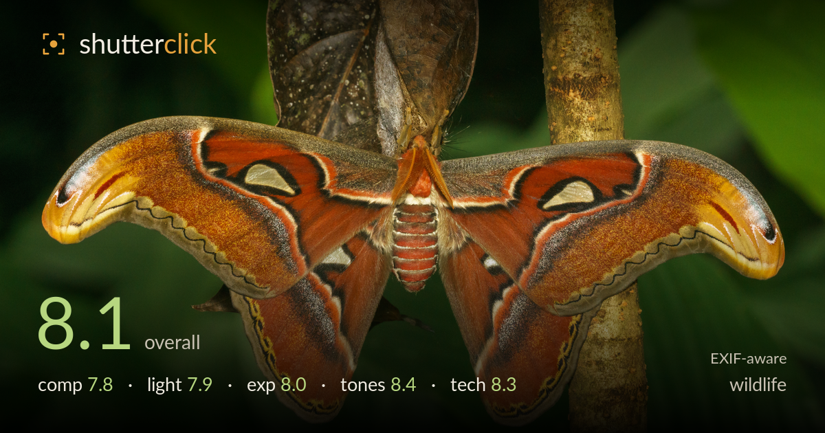 wildlife photo critique card