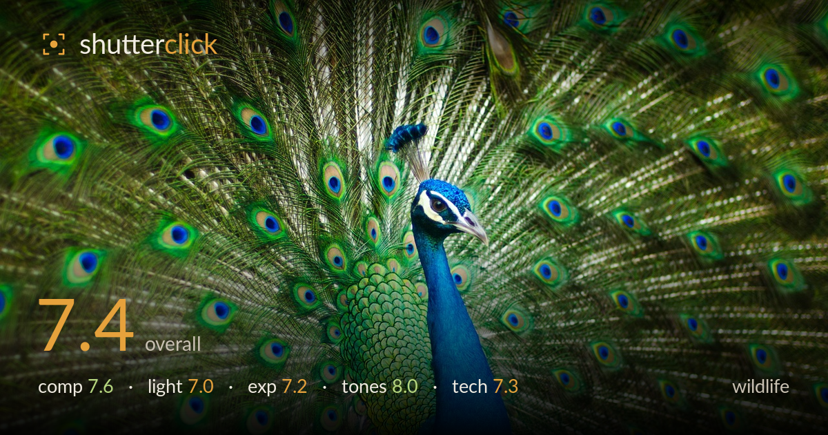 wildlife photo critique card