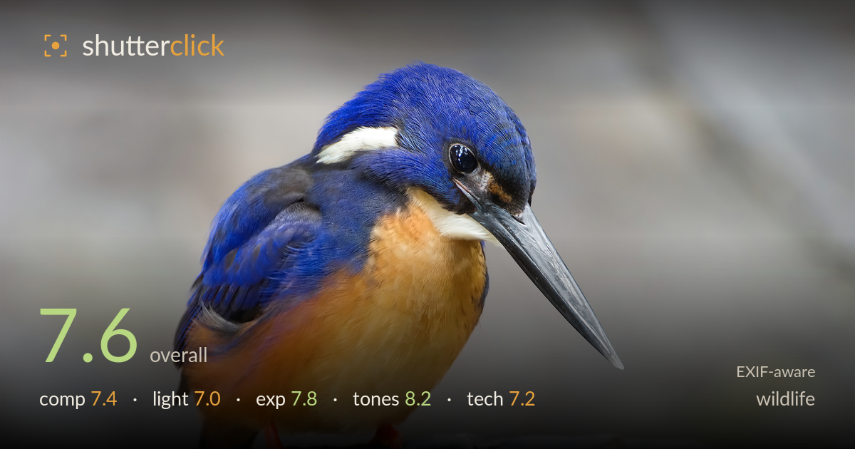 wildlife photo critique card