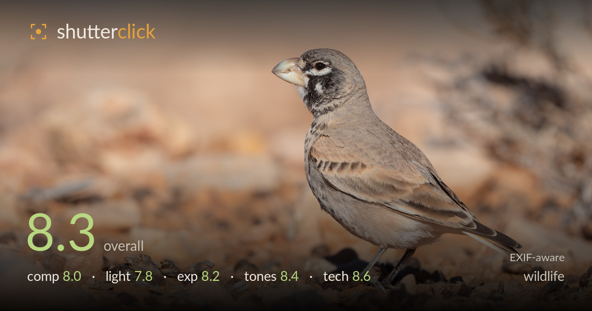wildlife photo critique card