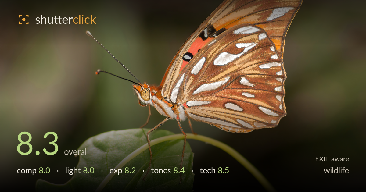 wildlife photo critique card
