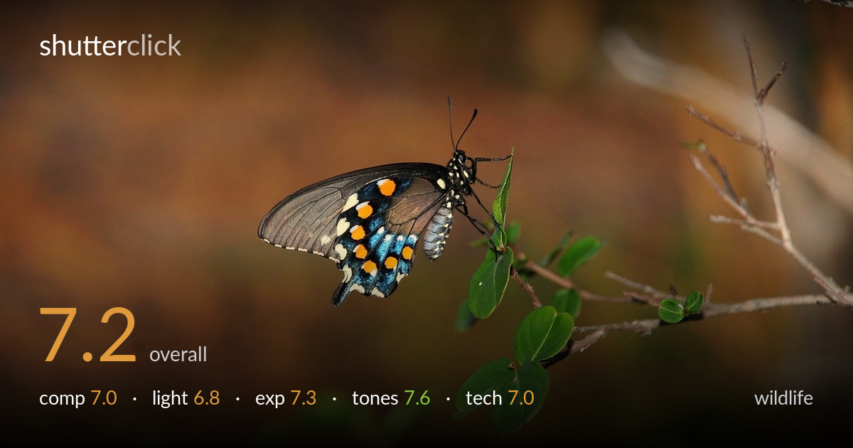 wildlife photo critique card