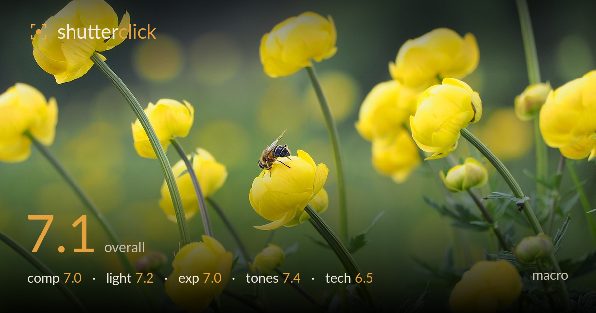 macro photo critique card