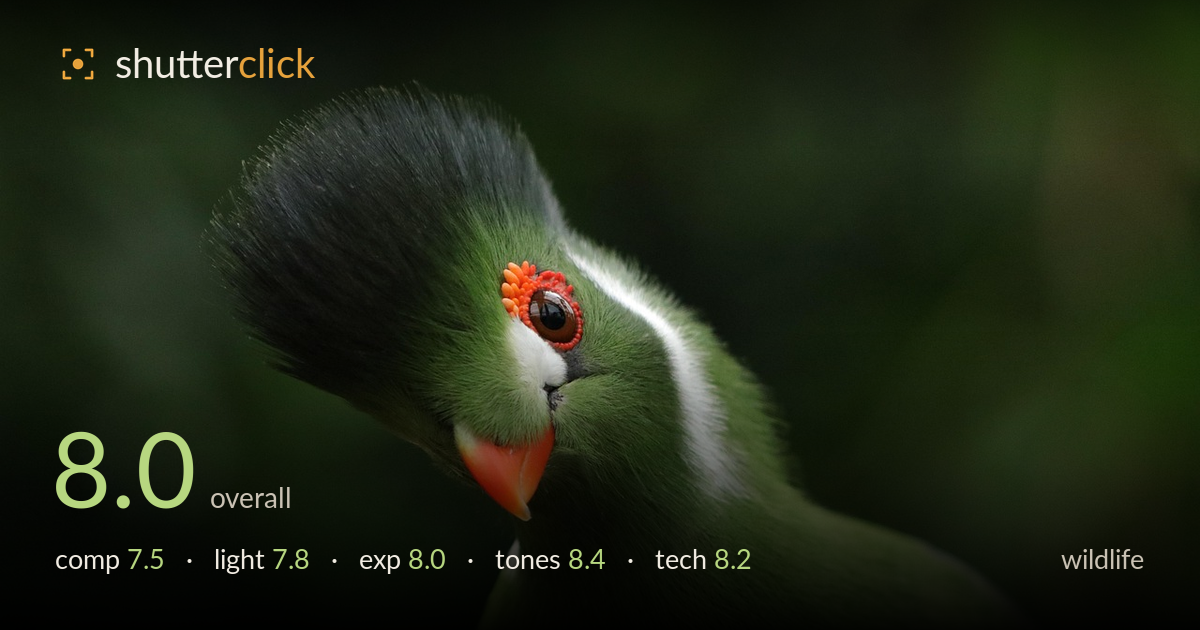 wildlife photo critique card