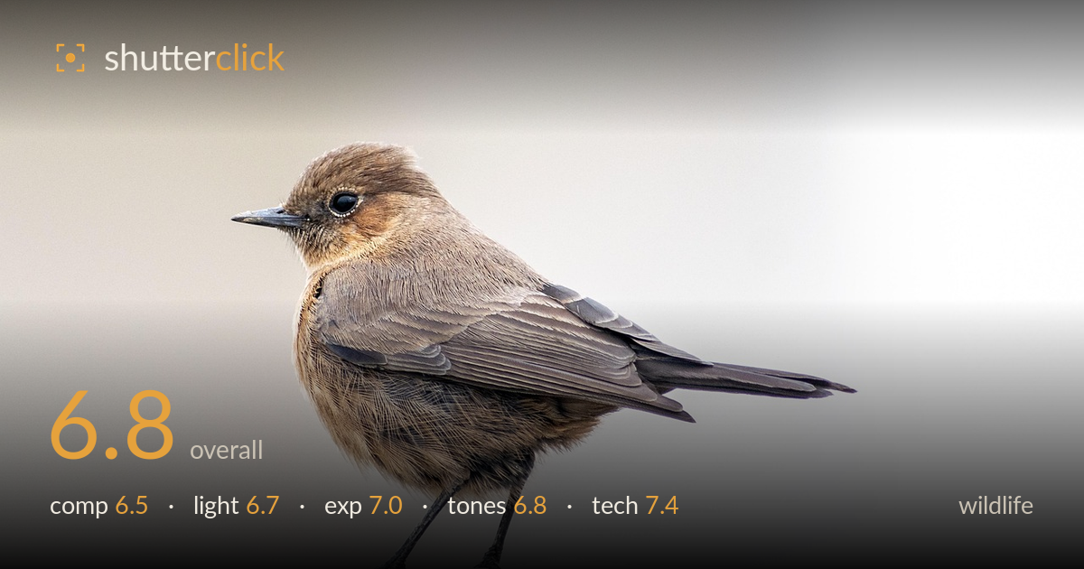 wildlife photo critique card