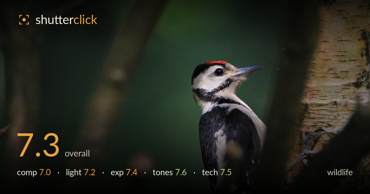 wildlife photo critique card