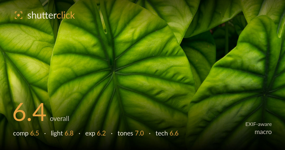 macro photo critique card