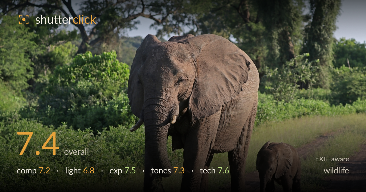 wildlife photo critique card