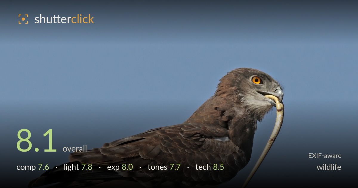 wildlife photo critique card