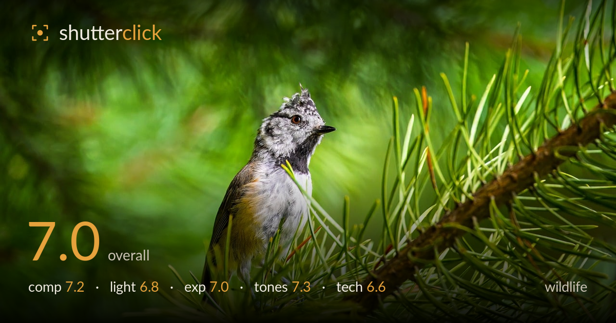 wildlife photo critique card