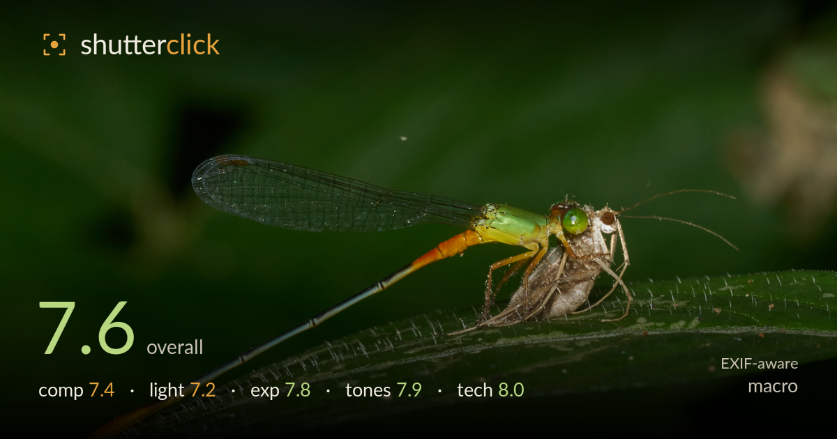 macro photo critique card