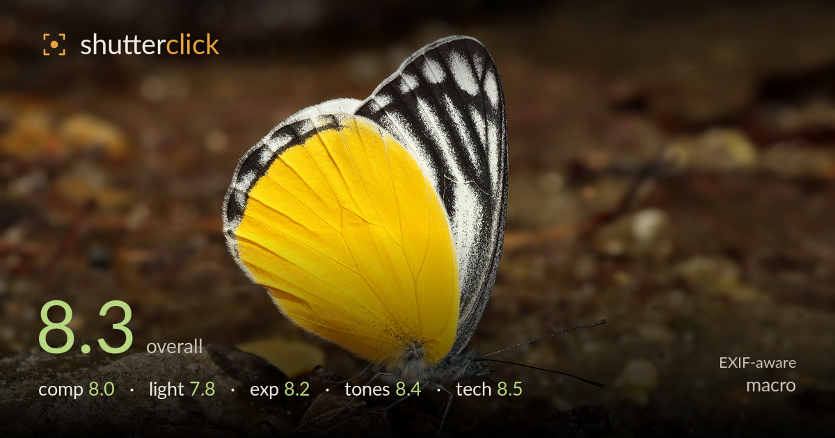 macro photo critique card