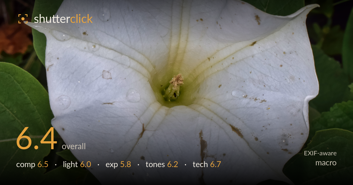 macro photo critique card