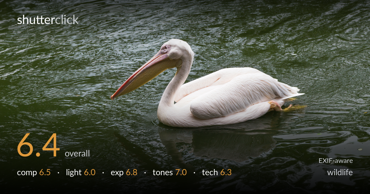 wildlife photo critique card