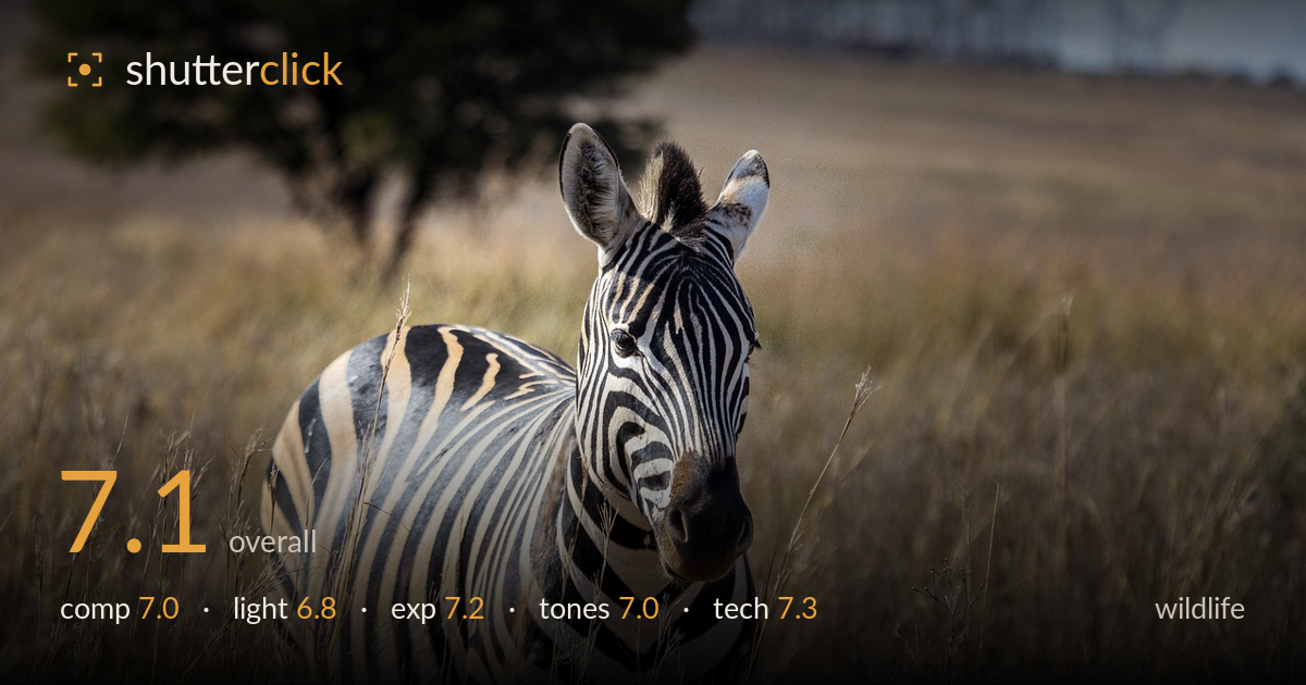 wildlife photo critique card