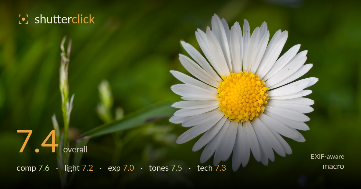 macro photo critique card