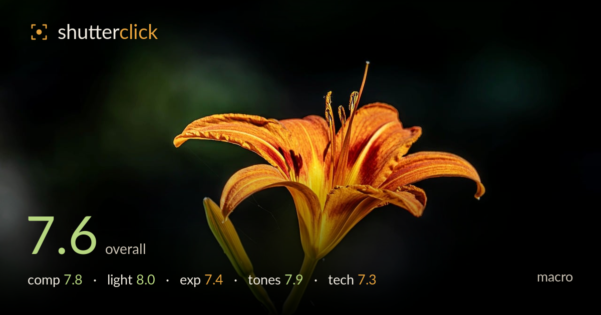 macro photo critique card