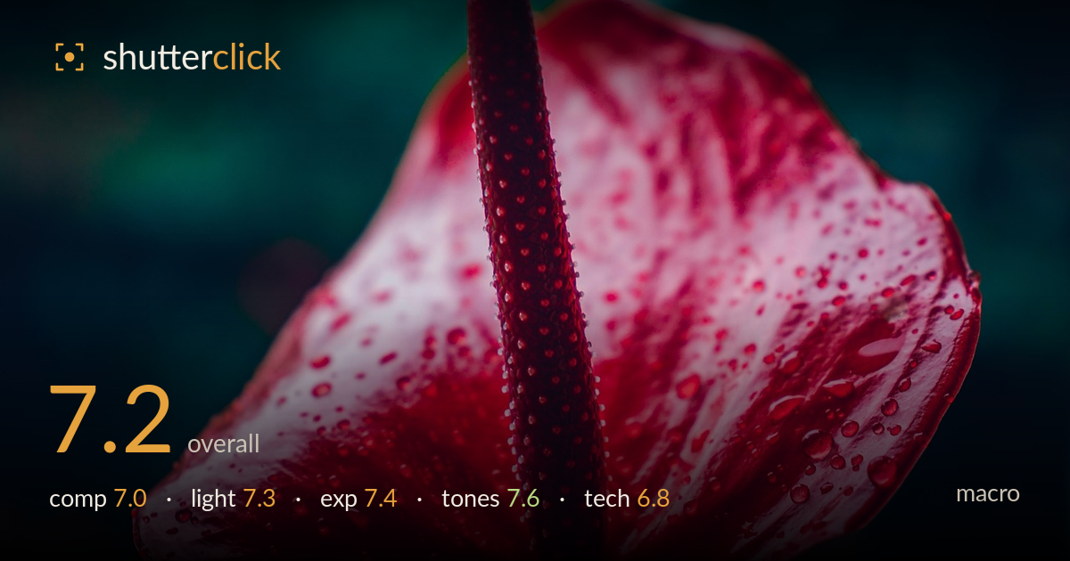 macro photo critique card