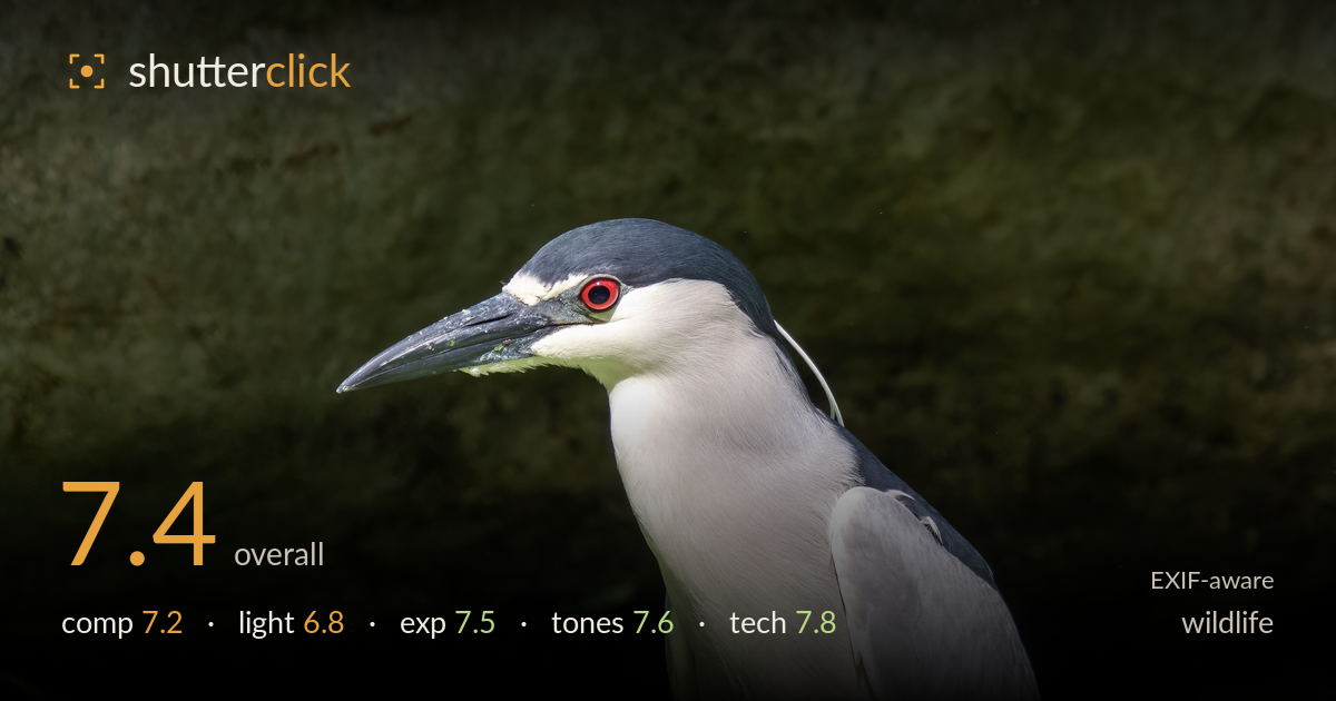 wildlife photo critique card