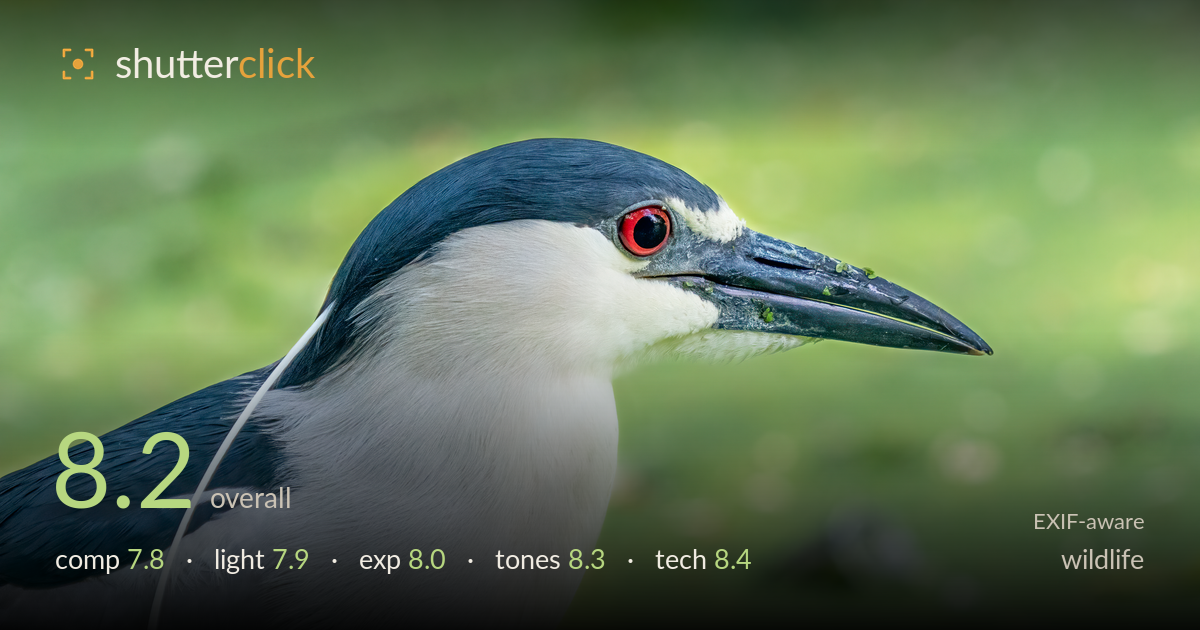wildlife photo critique card