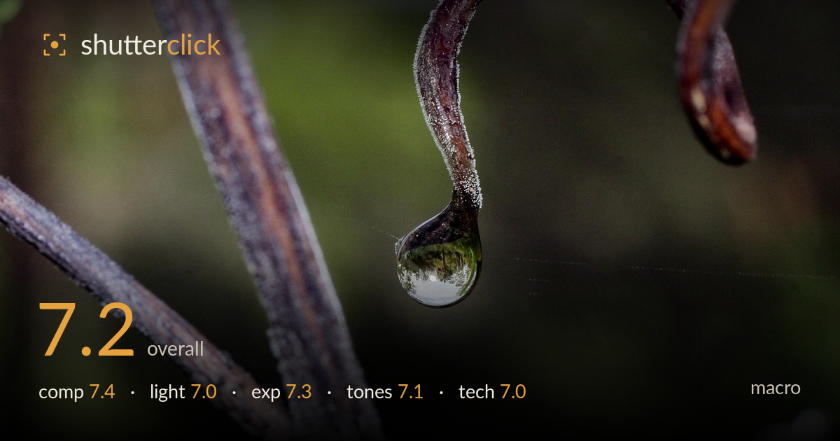 macro photo critique card