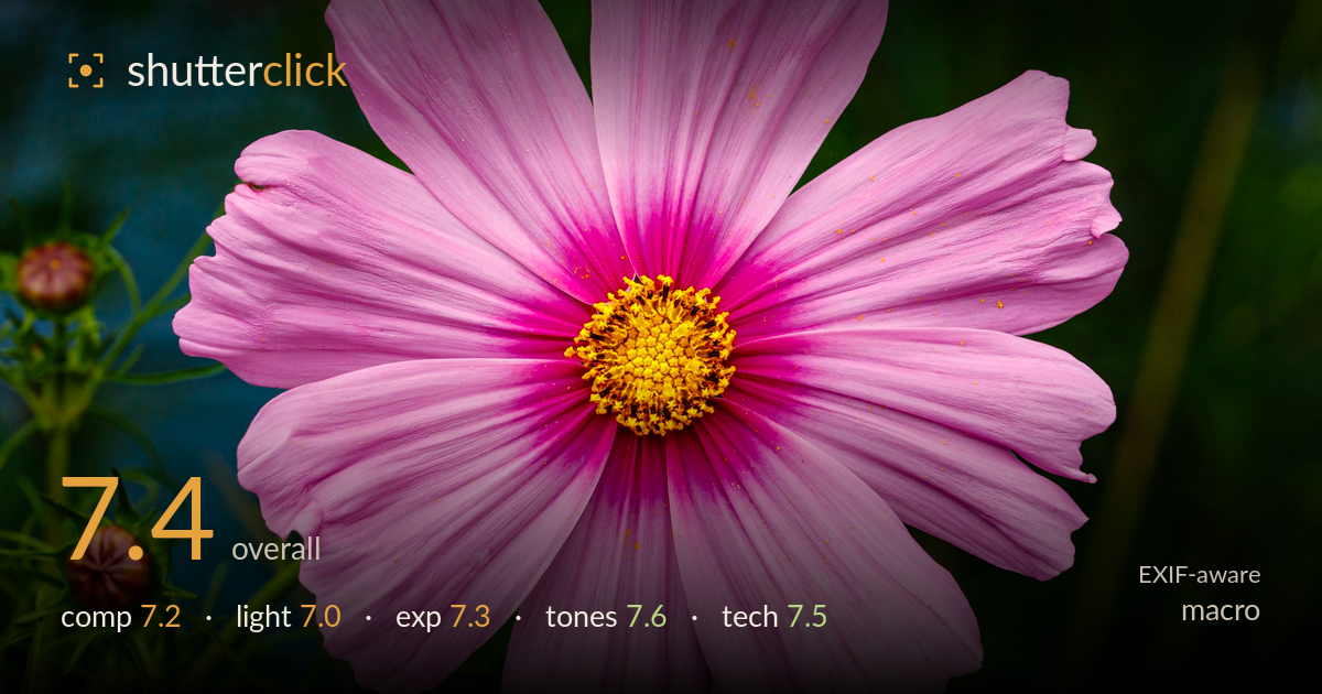macro photo critique card