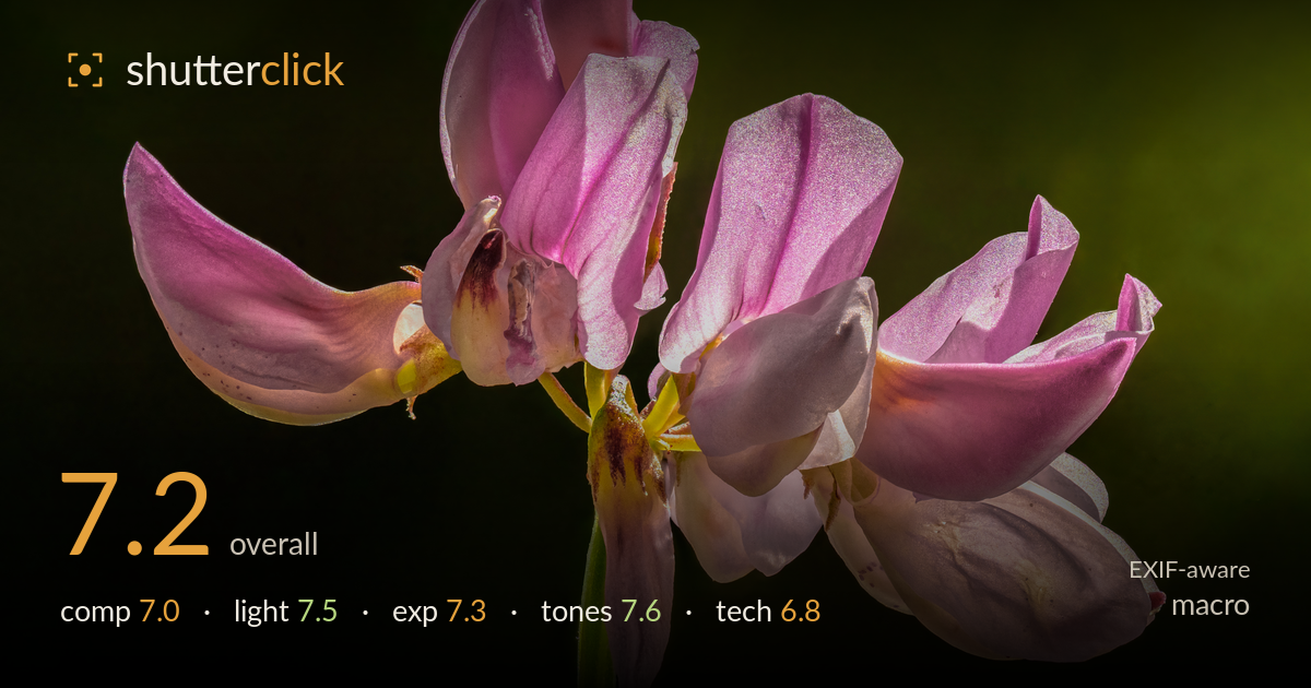 macro photo critique card