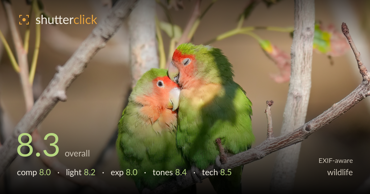 wildlife photo critique card