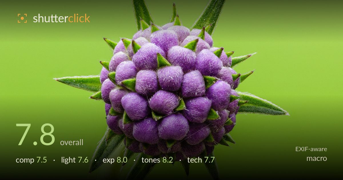 macro photo critique card