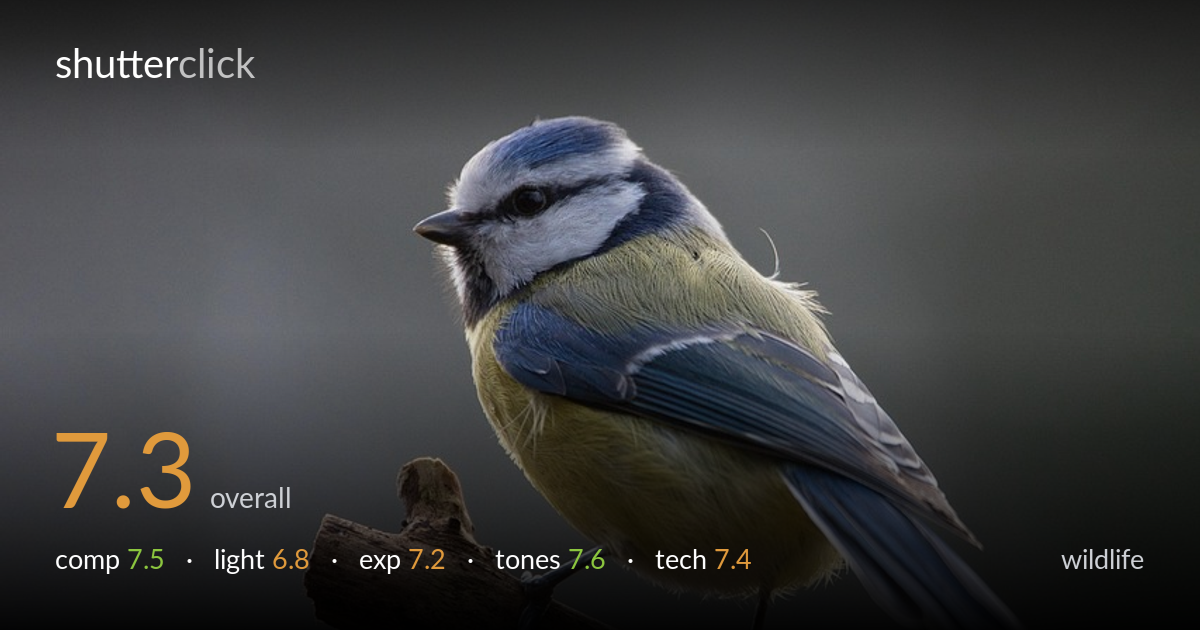 wildlife photo critique card