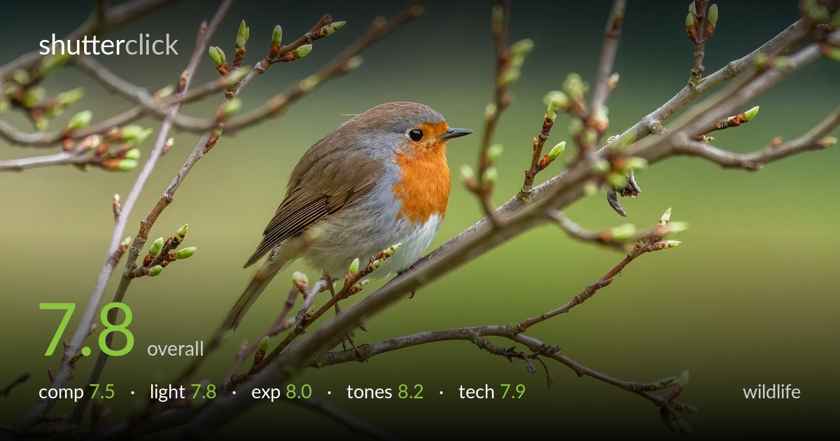 wildlife photo critique card