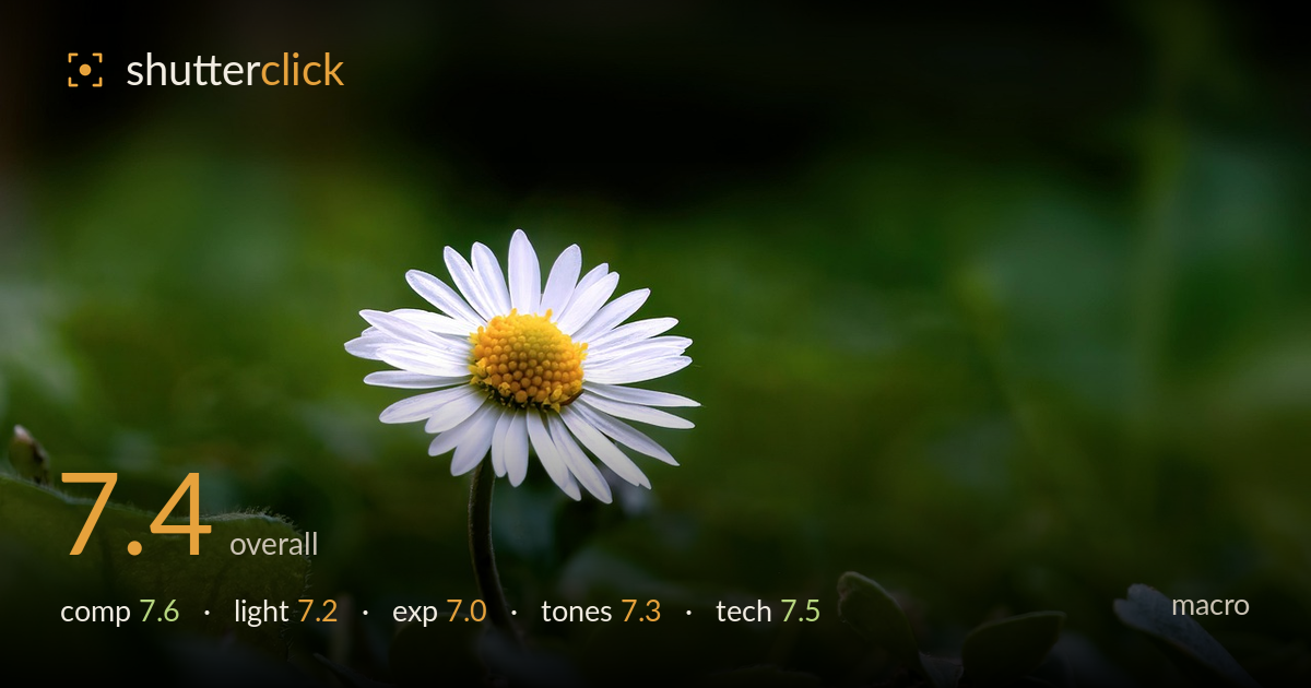 macro photo critique card