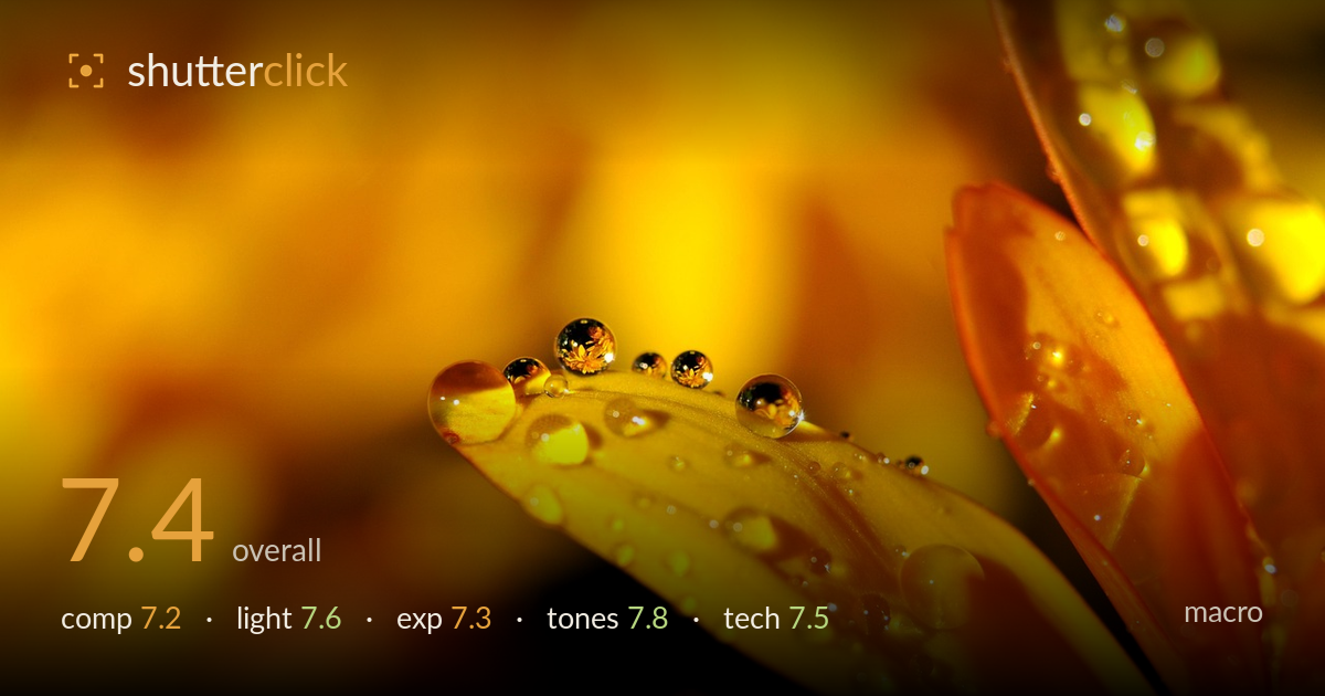 macro photo critique card