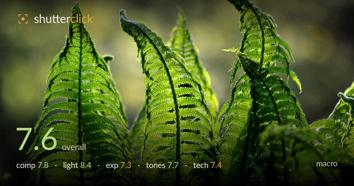 macro photo critique card