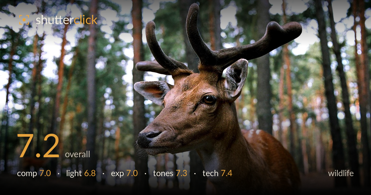 wildlife photo critique card