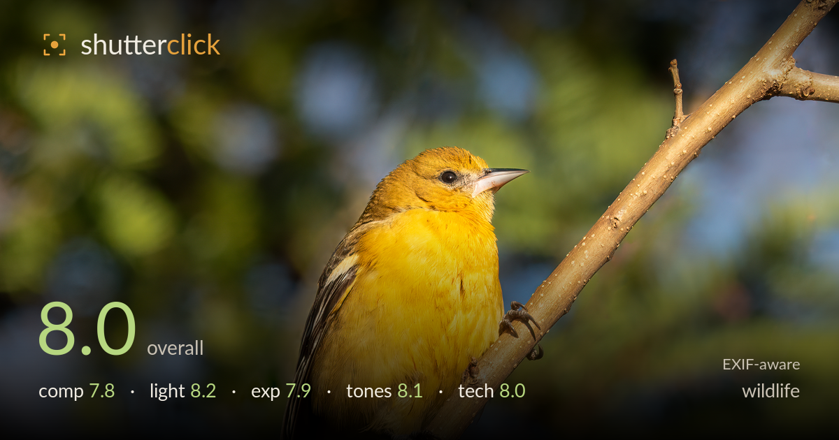 wildlife photo critique card
