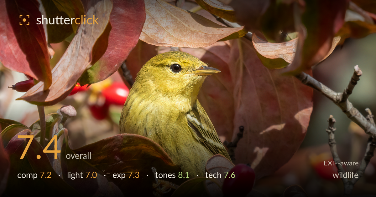 wildlife photo critique card