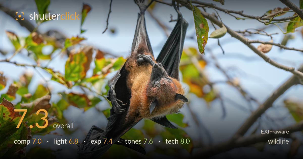 wildlife photo critique card