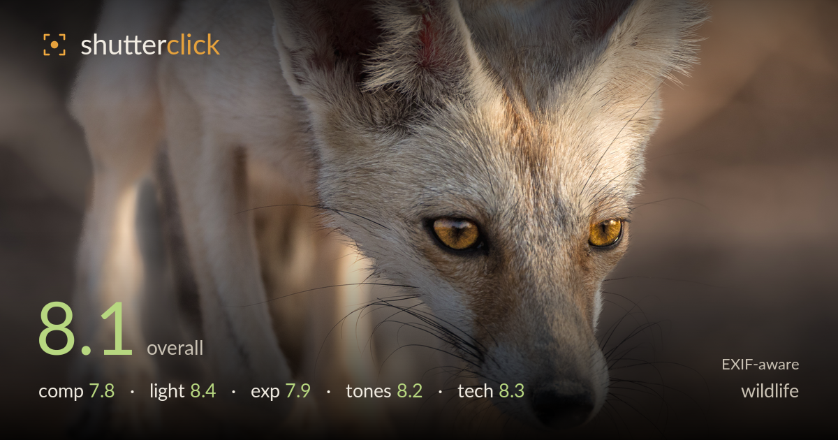 wildlife photo critique card